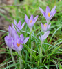 flowers1